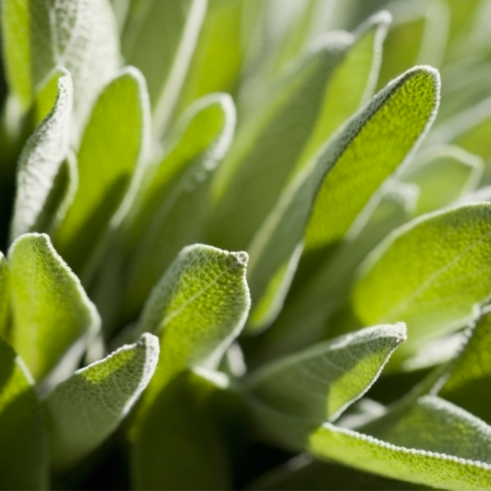 Lemongrass Hemp Seed & Olive Oil Soap - Image 4