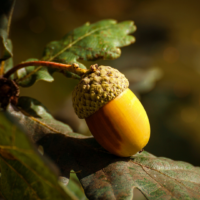 Oak Leaves & Acorns Shea Butter Soap