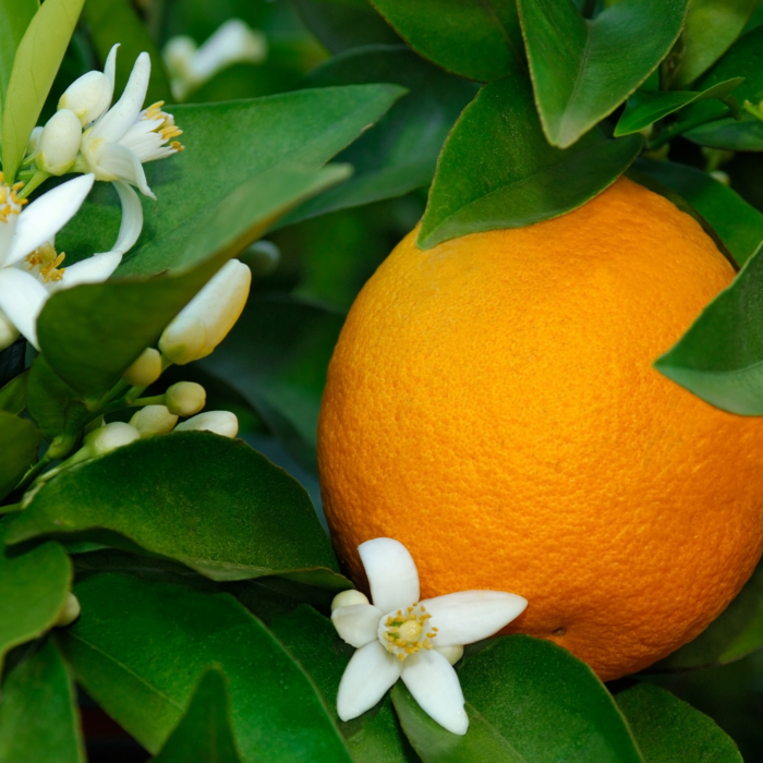 Tangerine Olive Oil Soap - Image 4